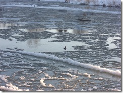 ice and moorhen on tweed