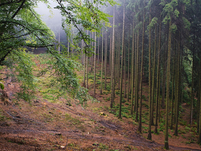 Regen im Wald