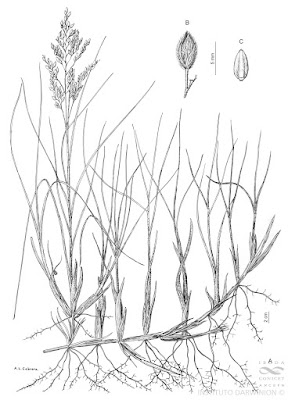 Tupe (Panicum urvilleanum)