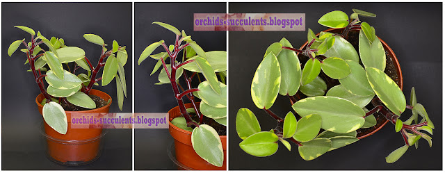 Peperomia orba 'Variegata' tricolor, Πιπερόμοια η ορφανή 'Πανασέ', τρίχρωμη