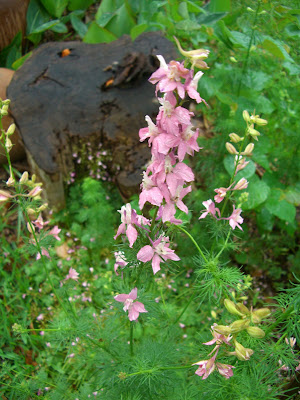 My dear old neighbor Freida Neff passed along these Larkspur