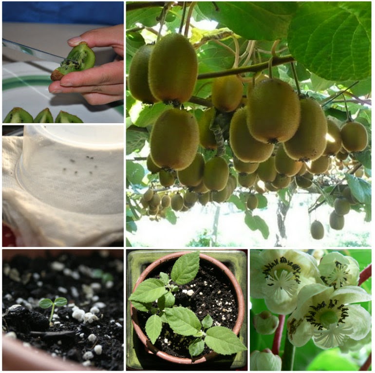 How to Grow a Kiwi Plant from Seed - DIY Craft Projects