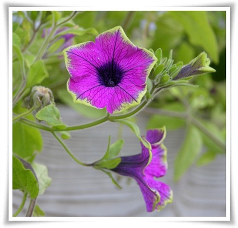 20 petunia