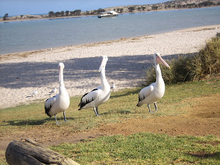 Pelicans in Kalbarri, Western Australia - own image