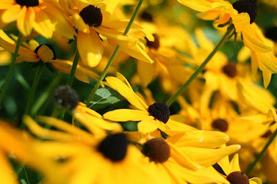 Black Eyed Susan