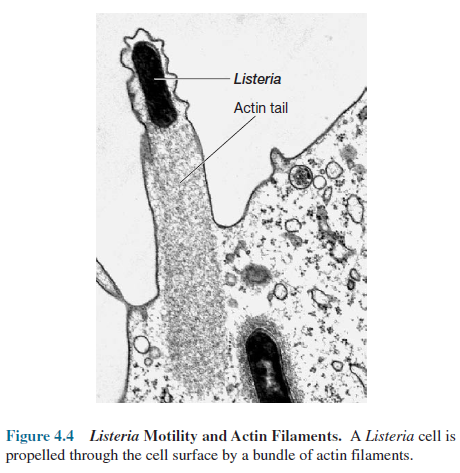 Listeria Motility and Actin Filaments