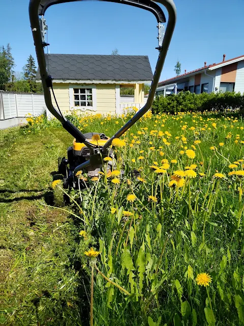 #Ruohonleikkauspalvelu #nurmikonleikkaukset #Tampere #Ylöjärvi #Pirkkala Nokia #pihatyöt #talonmiespalvelu@gmail.com 1.6.2025 kuva19