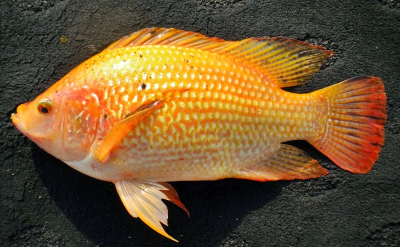 Cara Memilih Indukan Ikan  Nila Merah  Agro Budidaya