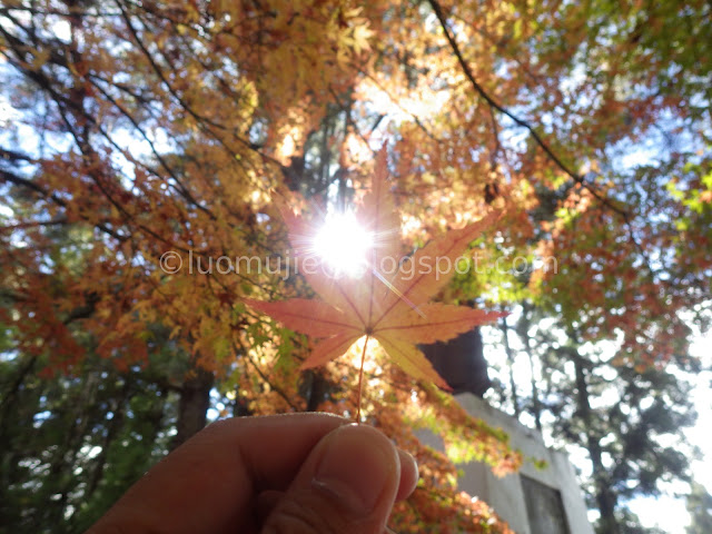 Fushoushan Farm maple autumn foliage