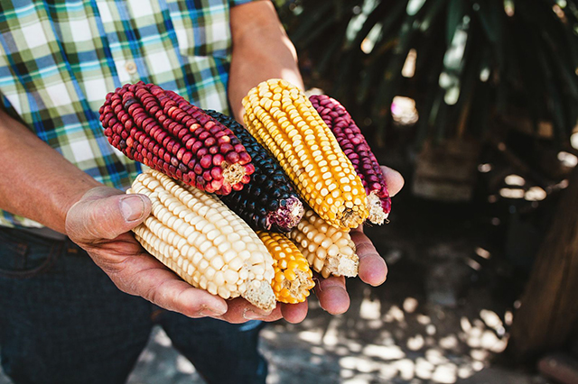El año pasado México gastó casi 5 mil millones de dólares en importaciones de maíz