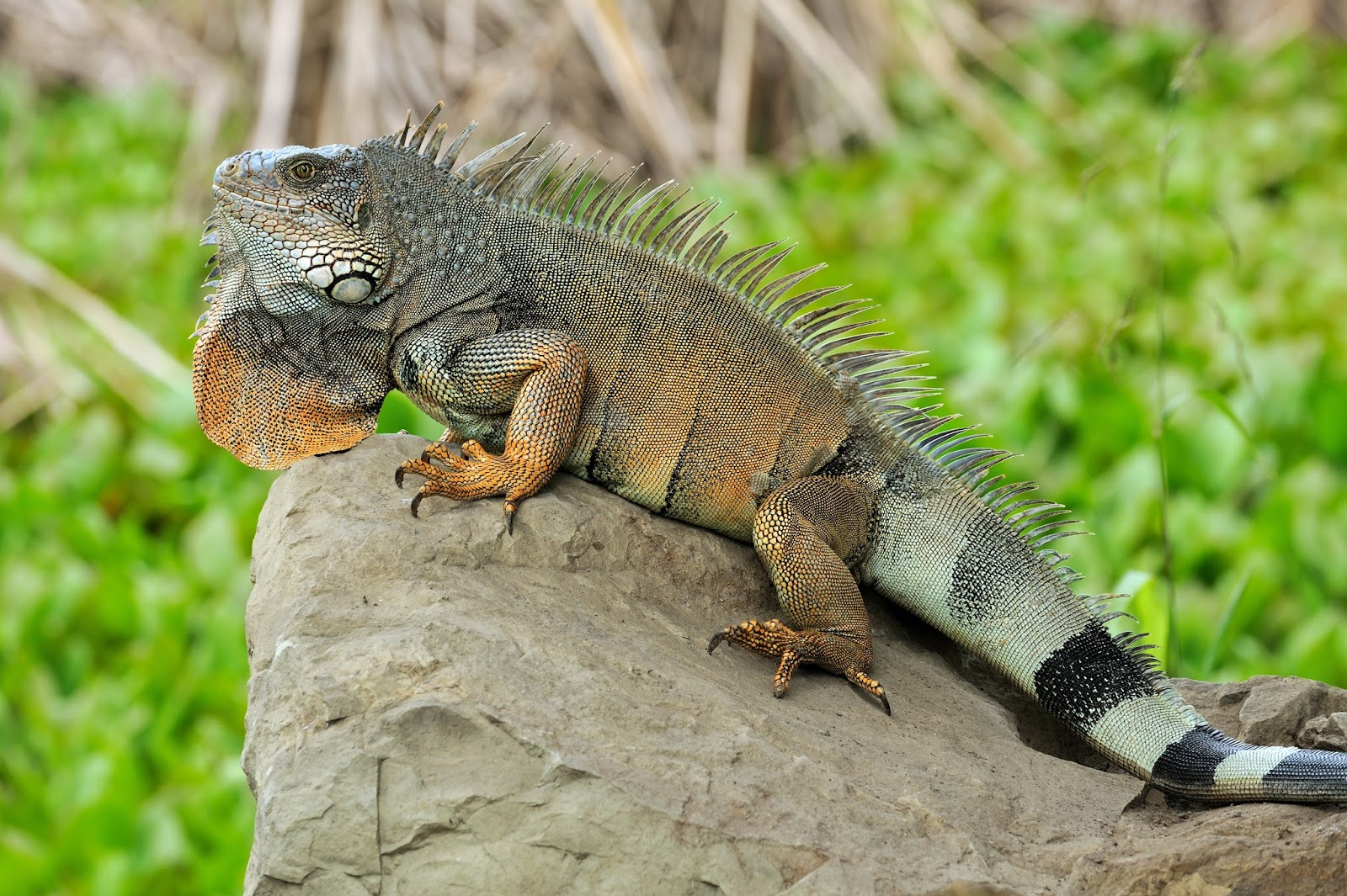 iguana pelangi