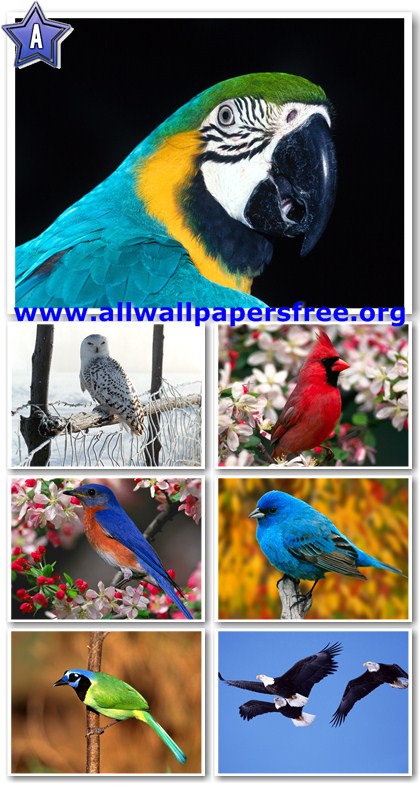 60 Amazing Birds Wallpapers 1600 X 1200 [Set 6]