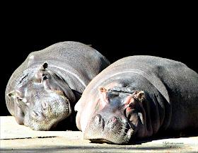 The Memphis Zoo Review - Hippopotamus Photo by Cynthia Sylvestermouse