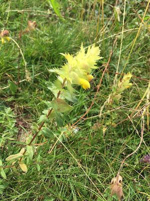 [Orobanchaceae] Rhinanthus alectorolophus – Greater Yellow Rattle (Cresta di gallo comune).