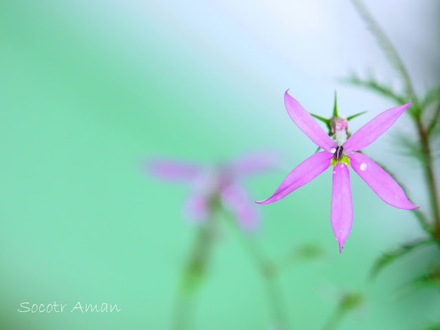 Isotoma axillaris