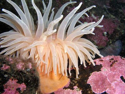 اسماك غريبة البحار Sea Anemone Diadumene Dia 30cm 1.JPG