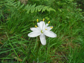 Simethis planifolia Simethis planifolia