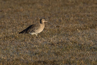 Wildlifefotografie Großer Brachvogel