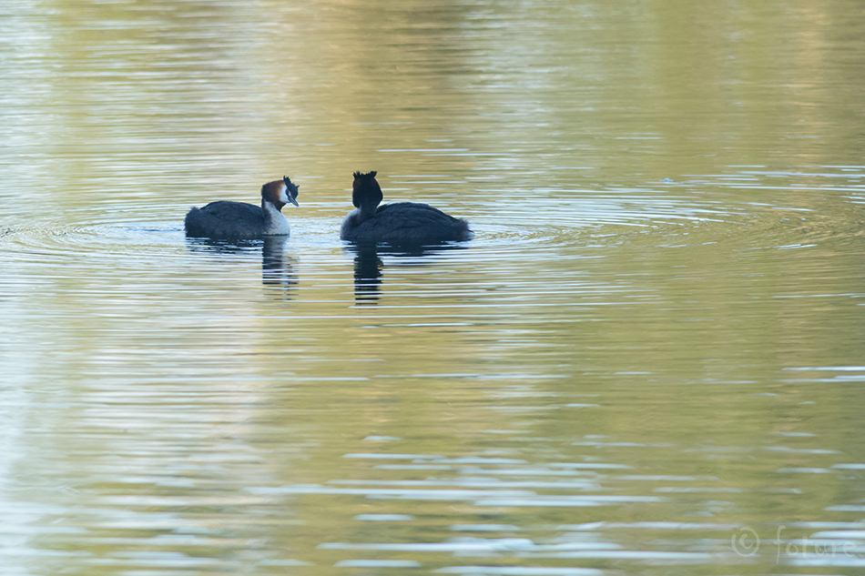 Tuttpütt, Podiceps cristatus australis, Australasian Crested Grebe, pütt, Southern, puteketeke, kamana