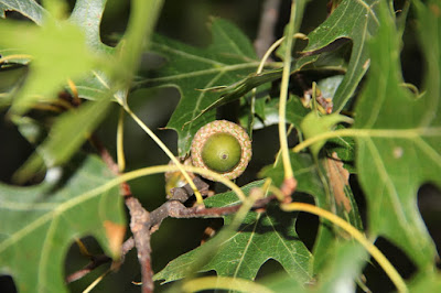 a green acorn not looking at all like an oak tree