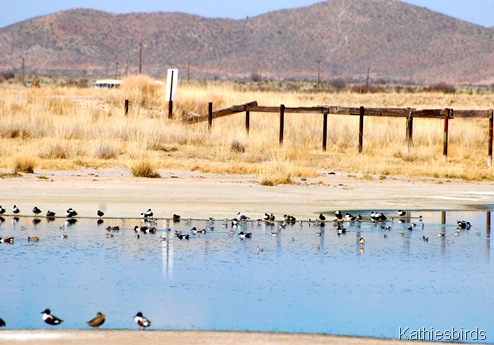 9. ducks-kab