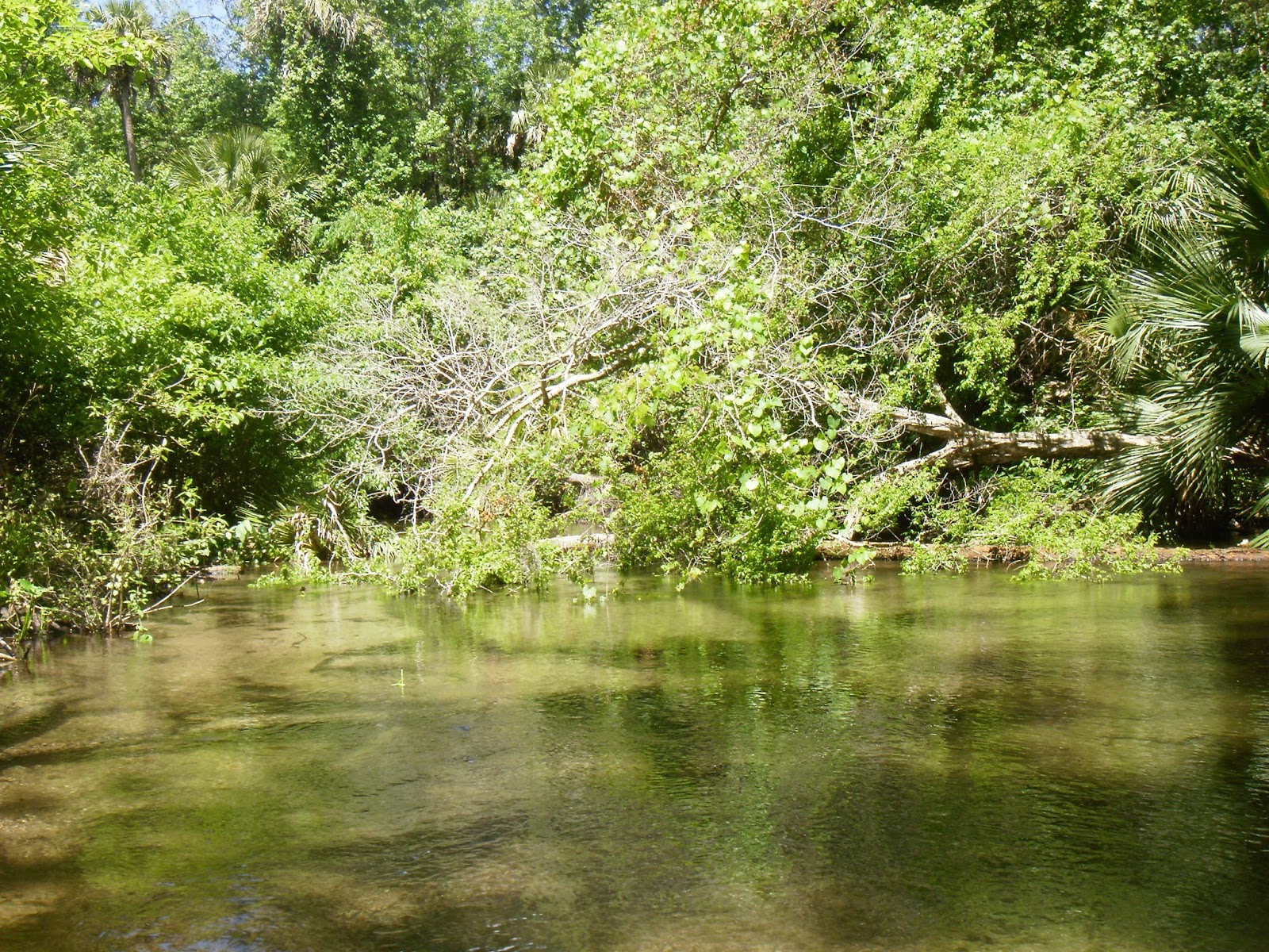 Kayaking Wekiva River &amp; Rock Springs Run with Gators 