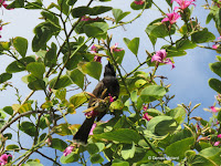 Red-vented Bulbul in St. Thomas Orchid tree – Fort DeRussy Park, Oahu – © Denise Motard