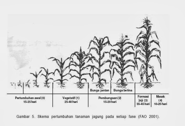 adawiiah bLog Laporan PENGARUH CEKAMAN AIR TERHADAP 