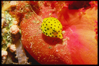 yellow dotty fish