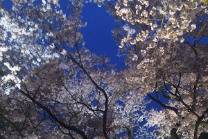 高遠城の夜桜