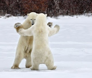 Funny Animals Dancing New Pictures 2012