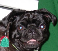 TaZzi, my sweet black Pug & travelin' partner!