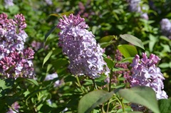 lilacs_resized_DSC_1564
