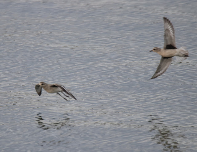 Chorlito gris (Pluvialis squatarola)