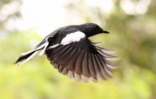  Burung kacer adalah salah satu burung pekicau yang sangat populer Tips Dalam Perawatan Kacer Jawara