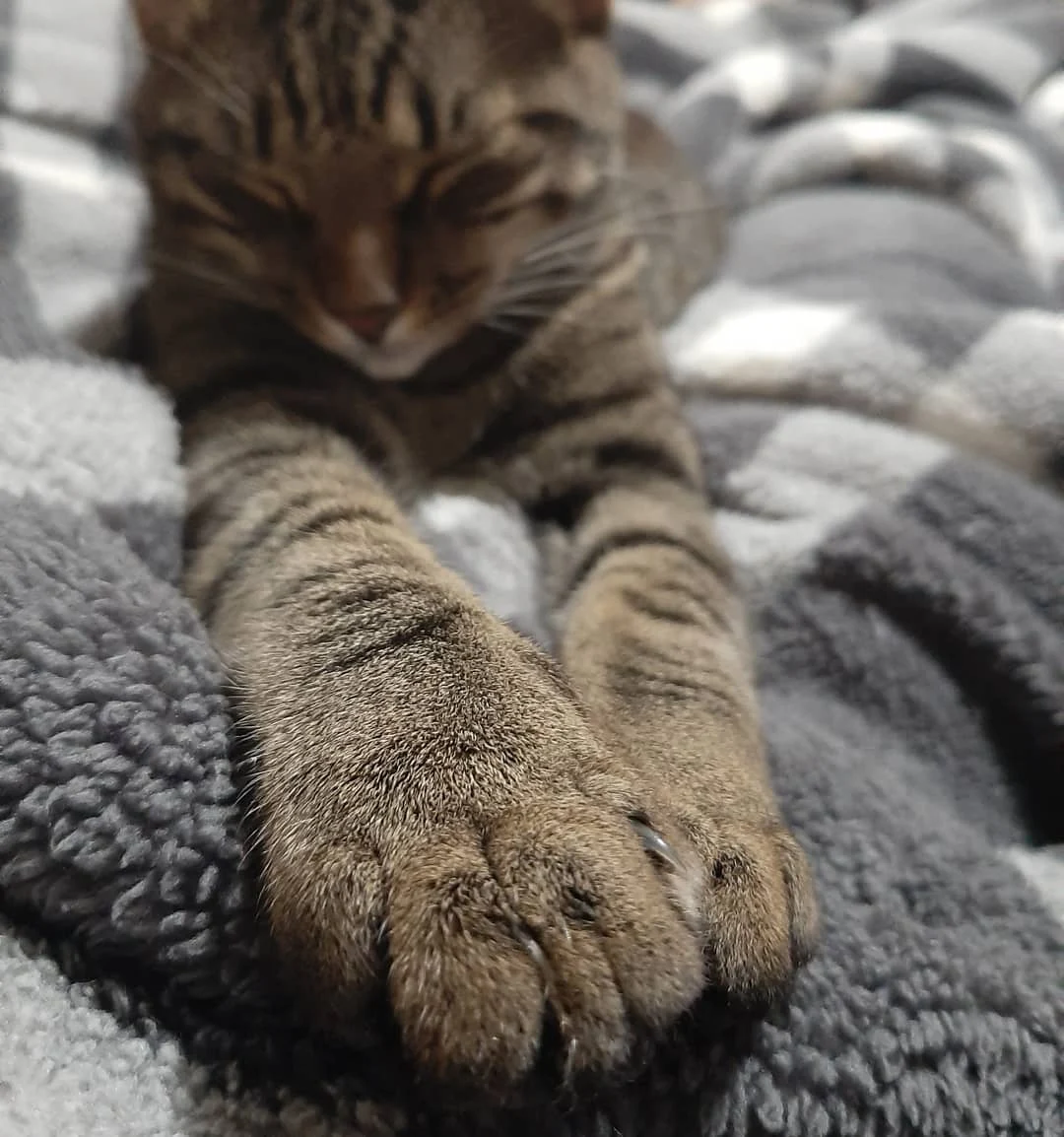 cute cat paws