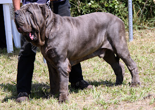 Mastino del Napoletano (1)