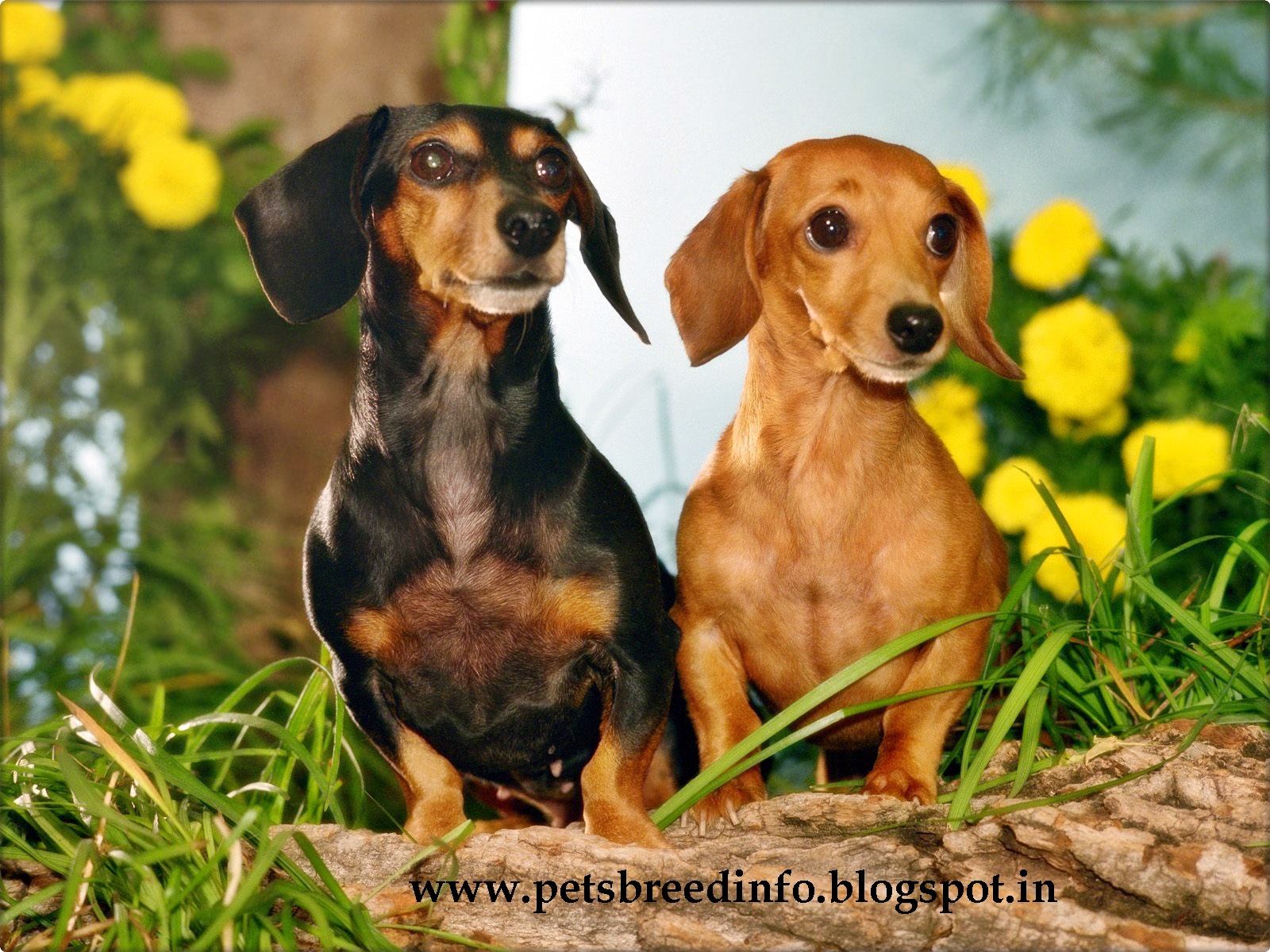 ... free download dachshund dog images dachshund dog photos dachshund dog