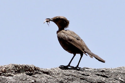 Brown Rock Chat