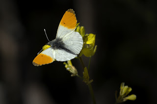 Para ampliar Anthocharis cardamines (Mariposa aurora, musgosa) macho anverso hacer clic