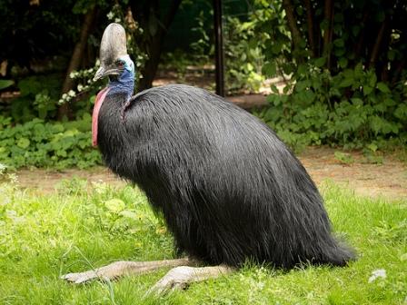 Burung yang Tidak Bisa Terbang