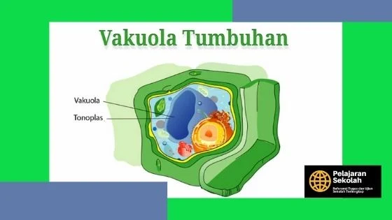 Gambar Vakuola Sel Tumbuhan