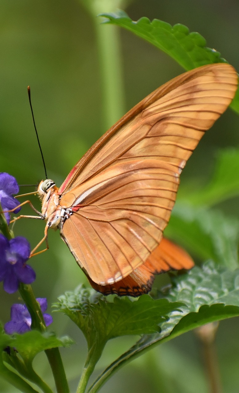 A beautiful brown butterfly.