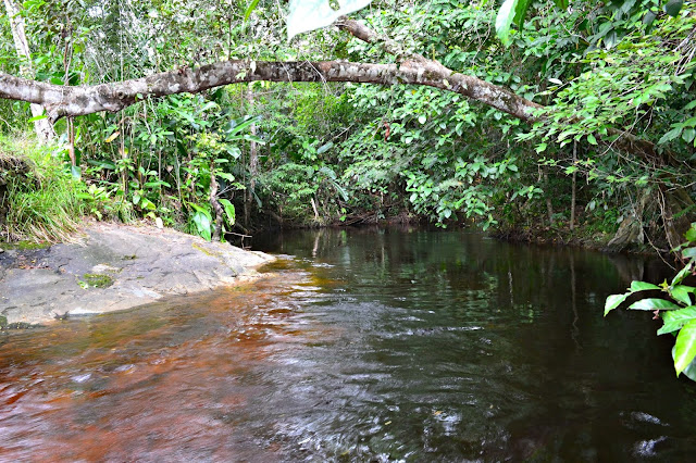 Guyane, crique Organabo, se baigner