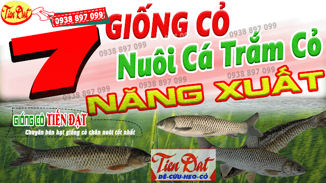 7 Loại giống cỏ nuôi cá trắm cỏ có năng suất cao nhất tại Việt Nam