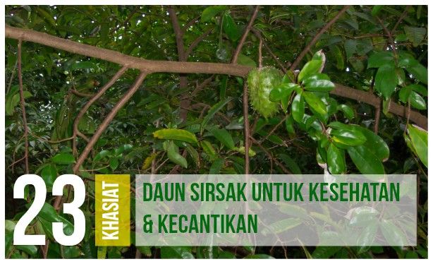 23 Manfaat Daun Sirsak Untuk Kesehatan dan Kecantikan!