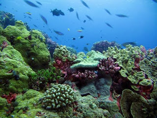  Biosfer ialah zona bersahabat permukaan bumi Pintar Pelajaran Keanekaragaman Flora Dan Fauna Di Dunia dan Indonesia