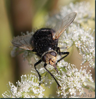 Tachina-Grossa-3
