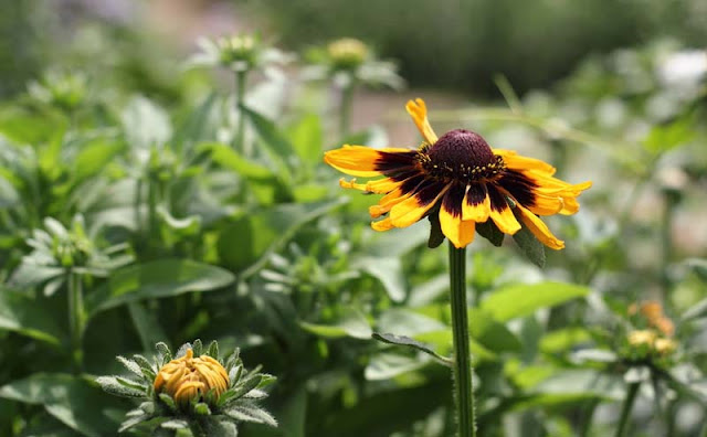 Rudbeckia Hirta Flowers Pictures