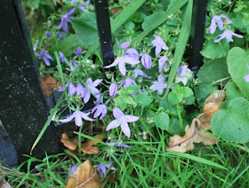 Picture of purple aubretia through railings